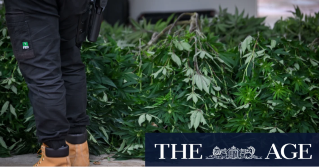 Image from The Age article on criminalisation of cannabis